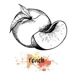 Vector hand drawn illustration of peach or apricot or nectarine fruit. Engraving summer fresh fruit isolated on white background. For cocktail, smoothie, desserts and salsds.