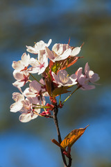 Sakura  - Spring flowers