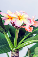 Plumeria or frangipani flower, Tropical flower.