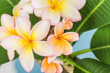 Plumeria or frangipani flower, Tropical flower.