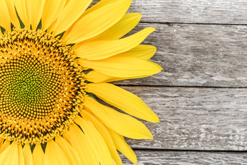 Sunflower on a wooden background