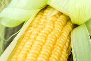Grains of ripe corn
