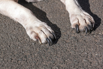 Close up of White Dog Paws on Asphalt