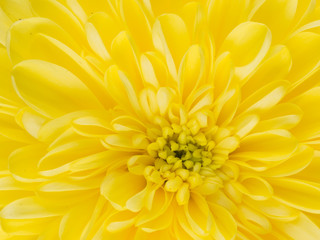 beautiful yellow dahlia flower center