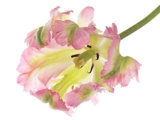 unusual pink-green variegated tulip
