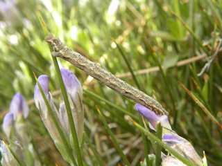 Una oruga estirada entre dos flores