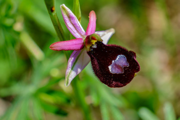 Ophrys bertolonii benacensis 14