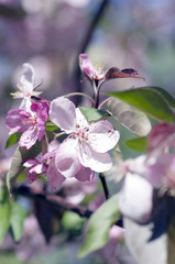 Beautiful Flower in spring. Natural background, soft focus.