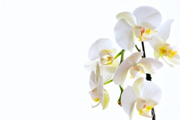 Naklejka na ściany i meble White orchid flowers.