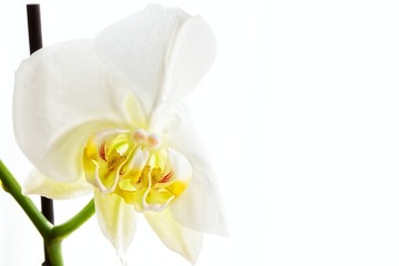 Close up of a orchid,against white background.