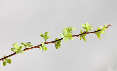 Twig over rain clouds background