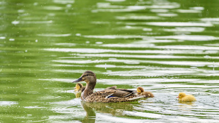 Mother Duck With Small Ducklings On Water