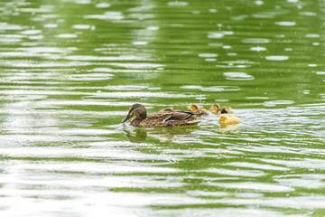 Mother Duck With Small Ducklings On Water