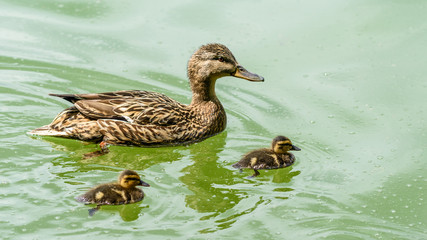 Mother Duck With Small Ducklings On Water