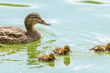 Mother Duck With Small Ducklings On Water