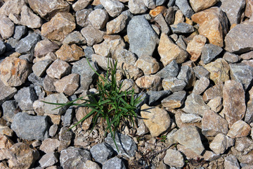 wild green grass grows through grey color of the crushed granite - Powered by Adobe