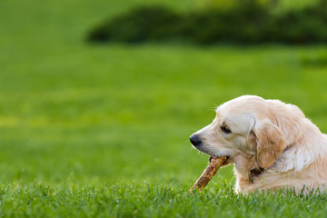 Dog chewing up a stick