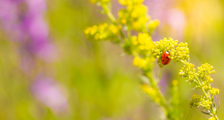 Ladybug on a plant