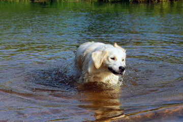 beautiful white dog golden retriever stands in the river water a