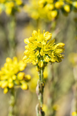 close up of yellow stonecrop flowers