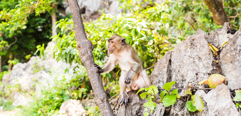 Cute wild monkey