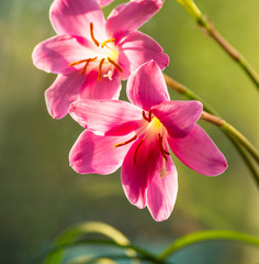 Fototapeta premium pink flower closeup