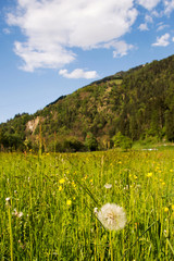 Gewöhnliche Löwenzahn (Taraxacum sect. Ruderalia)