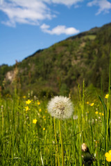 Gewöhnliche Löwenzahn (Taraxacum sect. Ruderalia)