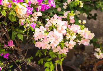 Bougainvillea paper flower in colorful color