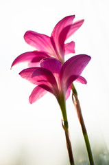 Fototapeta premium pink flower closeup