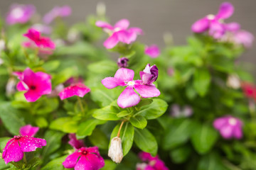 Fototapeta na wymiar Flowers with rain drops in garden, soft focus. West indian periwinkle, Catharanthus roseus, Vinca flower, Bringht Eye