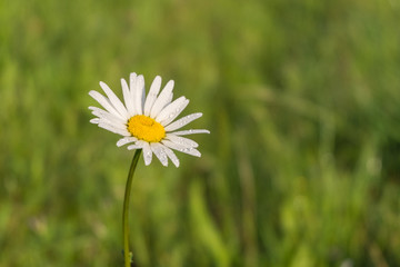 Obraz premium Landschaft im Frühling