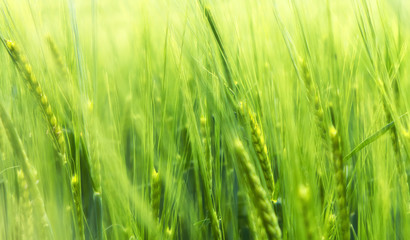Fototapeta na wymiar Green wheat in wind
