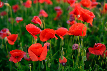 flowers red poppies. flower field. Close-up of a flower. backgro