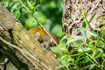 Obraz premium Wildlife