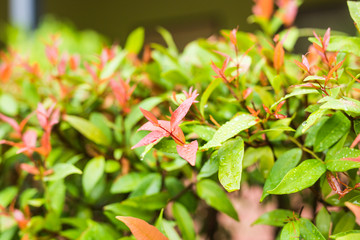 different green bushes and herbs background