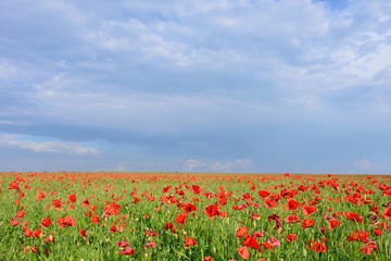 flowers red poppies. flower field. blue sky.