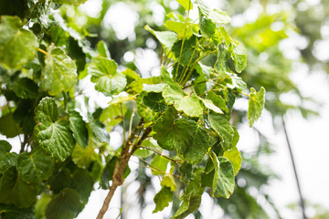 Plant leaf, soft focuse