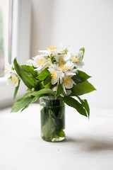 Bouquet of fresh white summer jasmine flowers