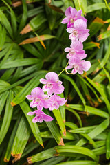 Obraz na płótnie Canvas close up of beautiful purple orchid flower