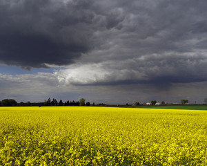 Obraz premium Rape Blossom Field