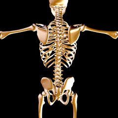 3d medical male figure  with skeleton