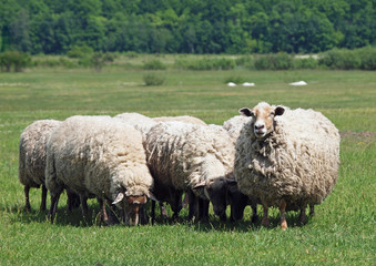 Fototapeta premium Herd of sheep on a green pasture 