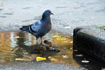 City birds bathe in a puddle in the autumn. The relationship between Pigeons and sparrows. Bird washing exercise on a hot day. Yellow leaves in the water.