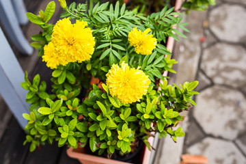 Fototapeta na wymiar Spring or summer background with beautiful yellow flowers
