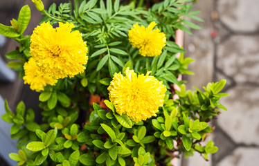 Spring or summer background with beautiful yellow flowers