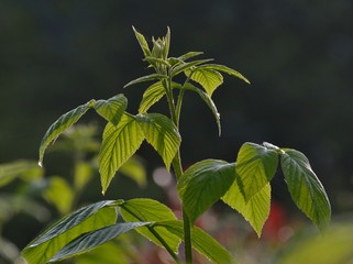 Feuiiles de framboisiers à la lueur du matin 
