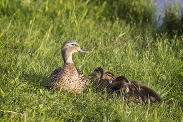 Mother duck protects her ducklings
