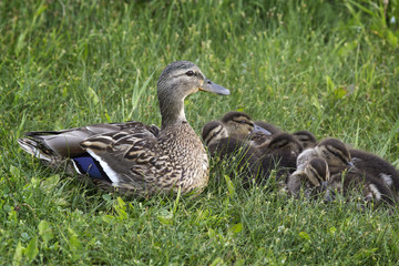 Mother duck protects her ducklings