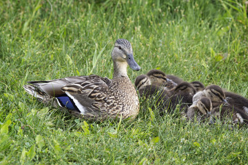 Mother duck protects her ducklings